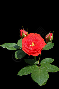 玫瑰植物学花园蔷薇黑色红色背景图片