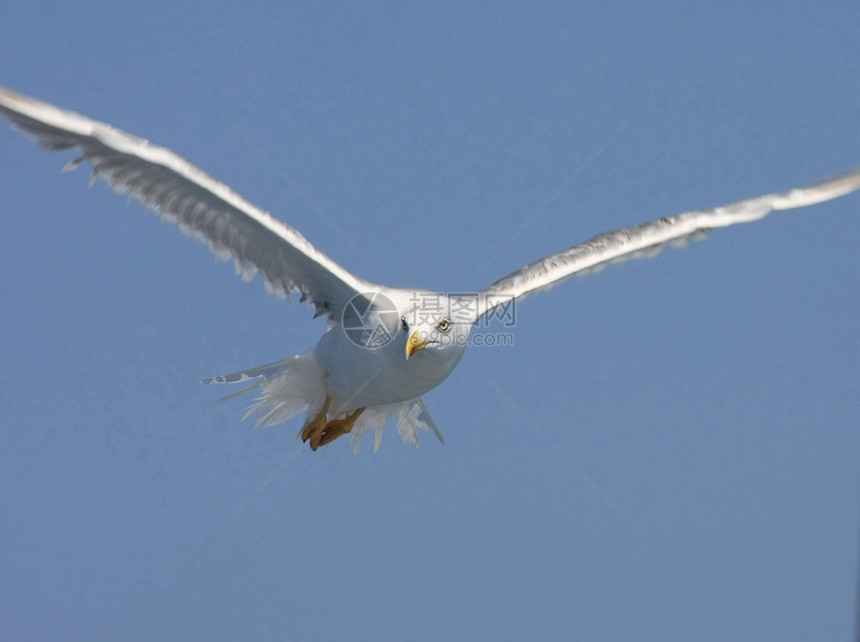 海鸥飞行旅游旅行翅膀鸟类天空蓝色图片