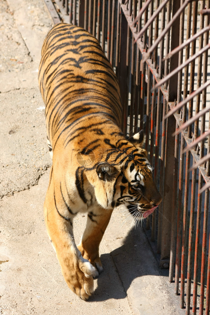 老虎野生动物危险条纹动物园哺乳动物捕食者猎人图片