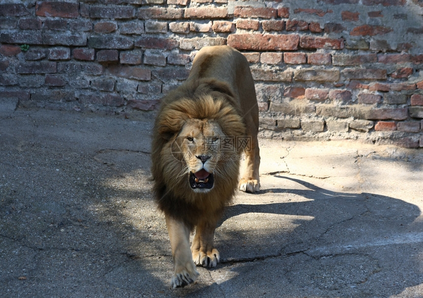 狮子动物园哺乳动物野生动物捕食者条纹危险猎人图片