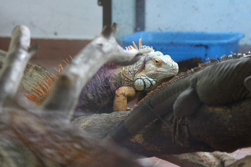 依瓜纳鬣蜥爬虫眼睛野生动物动物园情调热带生物动物异国图片