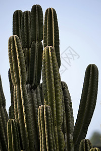 绿仙人掌植物群绿色热带植物植物学天空背景图片