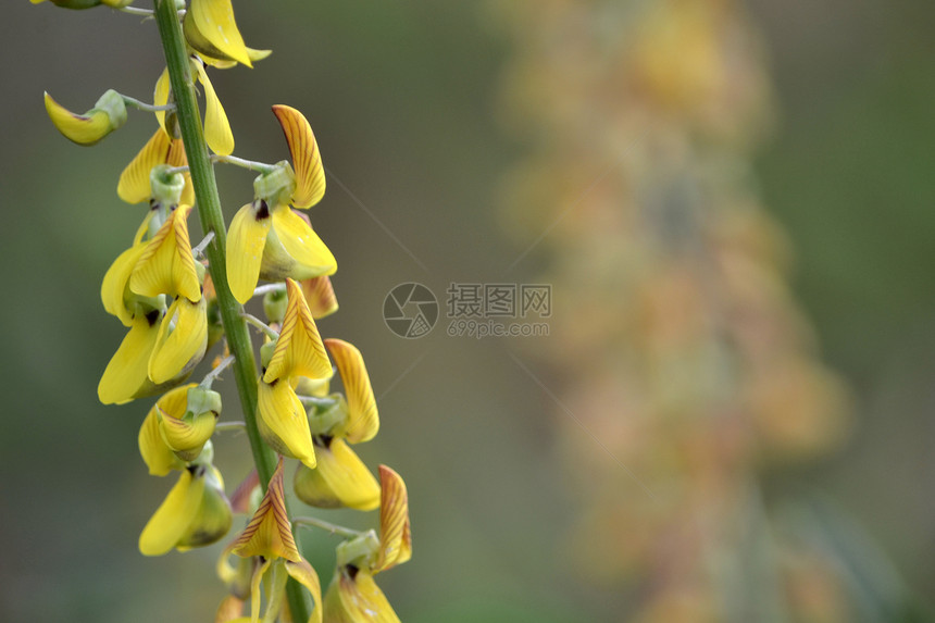 黄黄色花朵宏观树叶植物植物群叶子图片