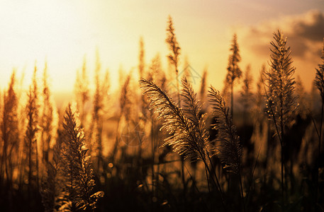 日落甘蔗背景图片