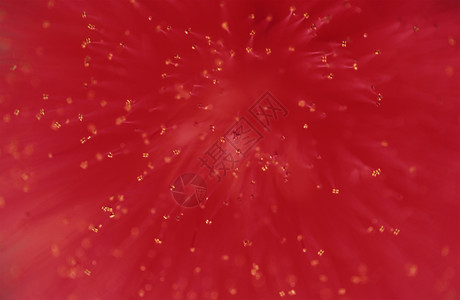 外来花热带红色情调异国花粉背景图片