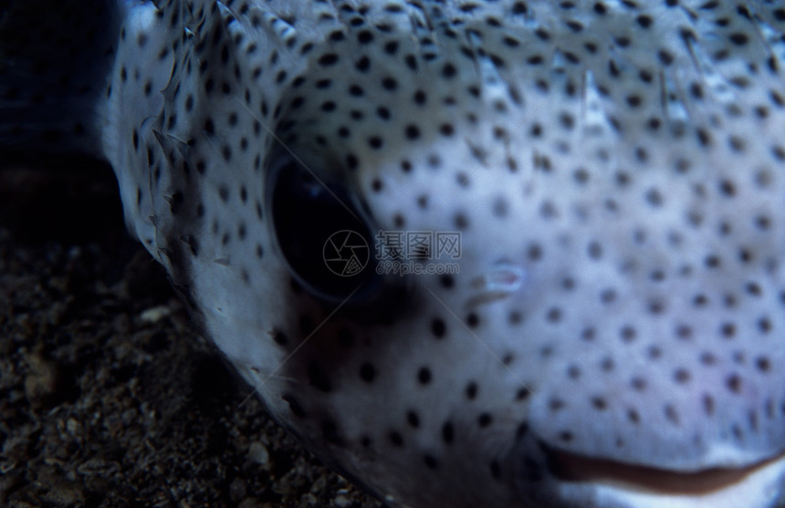 豪猪鱼潜水海洋热带眼睛潜水员图片