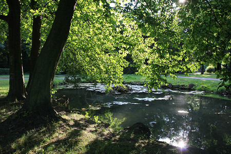公园中的池塘绿色树木野餐森林树叶石头荷花背景图片