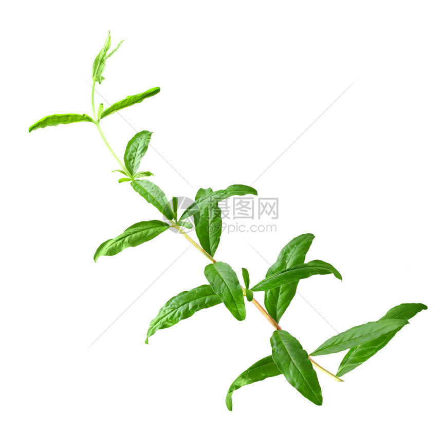 青春的石榴叶子植物群白色活力植物水果绿色工作室农业衬套图片