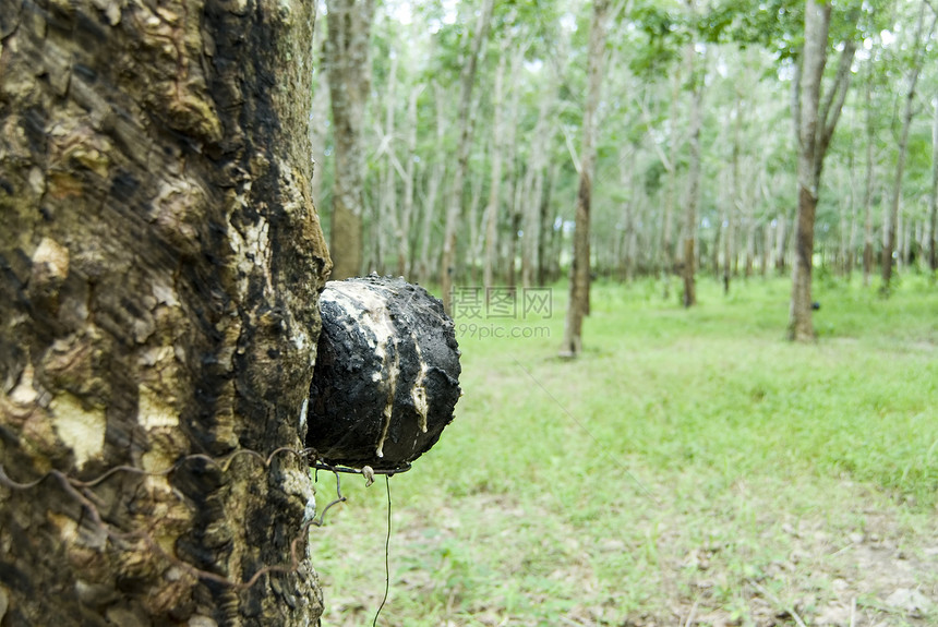 橡胶沙粒森林橡皮环境树液种植园树木图片