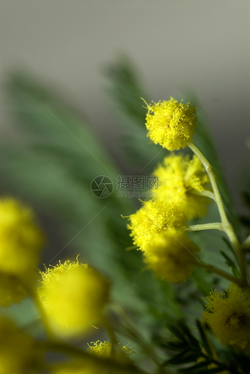 米摩萨植物绿色花瓣黄色图片