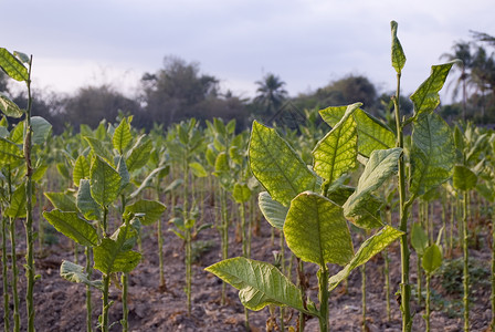 种植烟草培育植物母猪叶子收获农业农场收成树叶生长背景图片