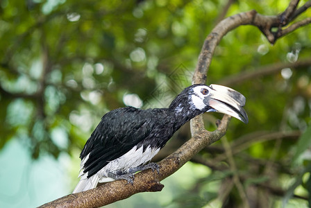 霍恩比尔气候情调犀鸟翅膀假期热带异国旅行高清图片