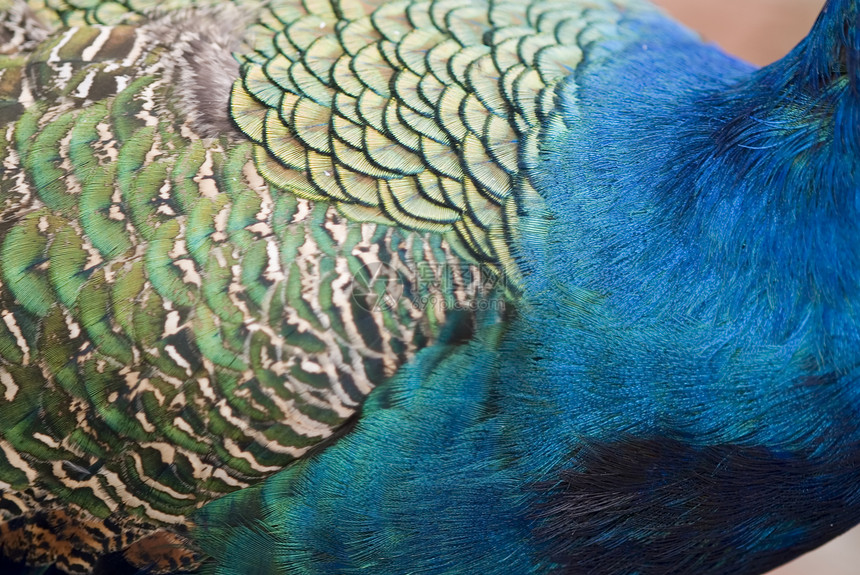 孔雀羽毛细节旅行假期蓝色情调异国气候翅膀热带图片