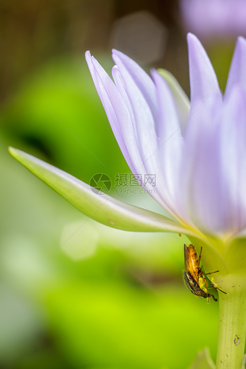 紫莲花瓣下的昆虫产卵池塘热带紫色宏观绿色美丽百合植物荷花花园图片