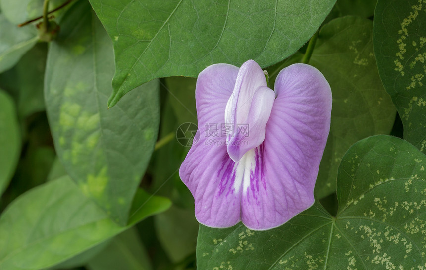 装饰性紫花豆 在花园与葡萄藤图片