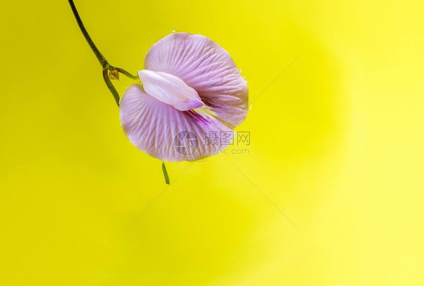 紫豆花漂浮在生动的黄色背景上图片
