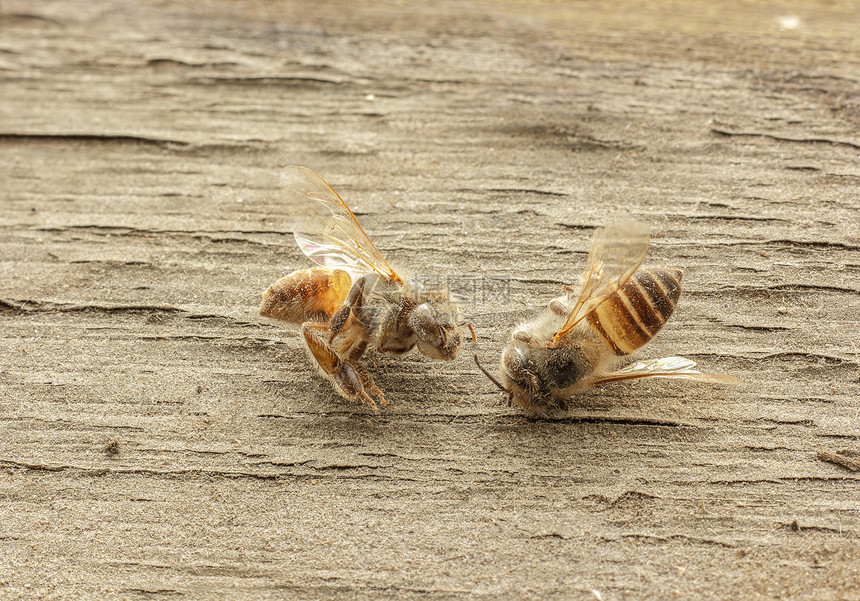 木制背景的死蜜蜂昆虫宏观蜂蜜翅膀野生动物黄色图片