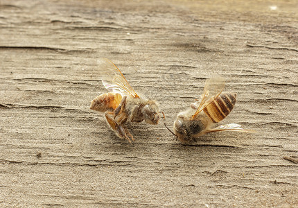 两只蜜蜂木制背景的死蜜蜂昆虫宏观蜂蜜翅膀野生动物黄色背景