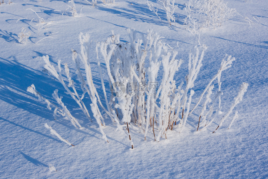 下雪时 青草被冰冻的霜覆盖森林树枝强光场地脚印天空雪花新年公园小路图片