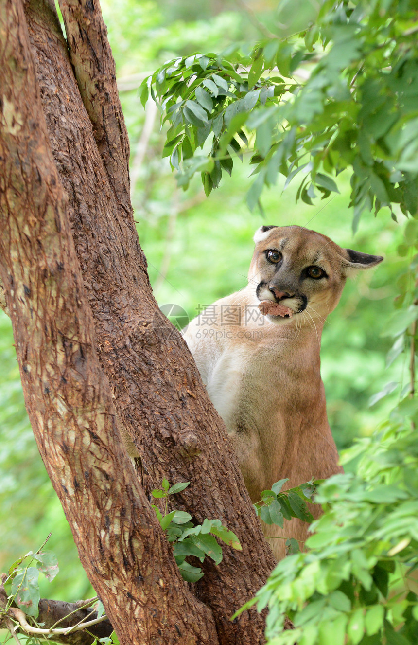 攀爬树上的美洲狮捕食者肌肉野生动物食肉濒危猎人荒野棕褐色动物园哺乳动物图片