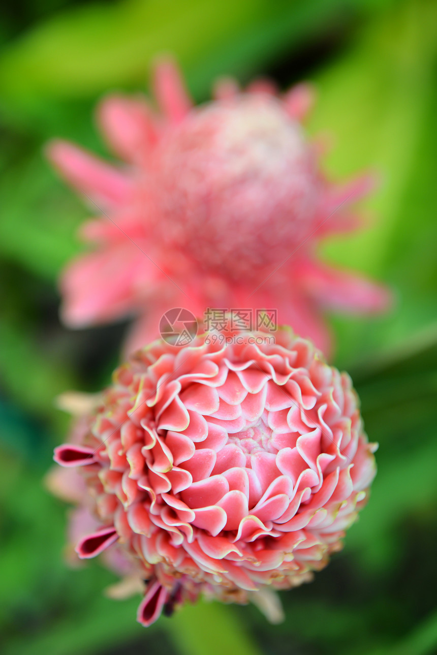 电动顶点植物群红色植物花园绿色异国花瓣情调花朵白色图片