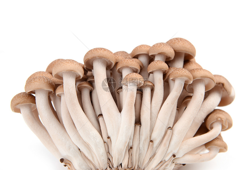 与世隔绝的芝麻蘑菇团体棕色食物营养白色美食蔬菜异国蘑菇杂货店图片