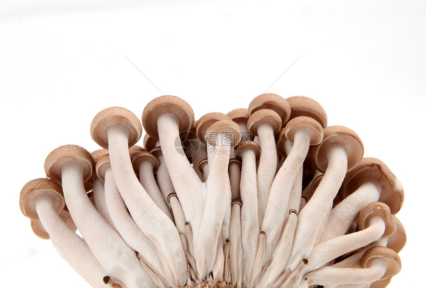 与世隔绝的芝麻蘑菇杂货店蘑菇营养白色蔬菜棕色团体美食食物异国图片