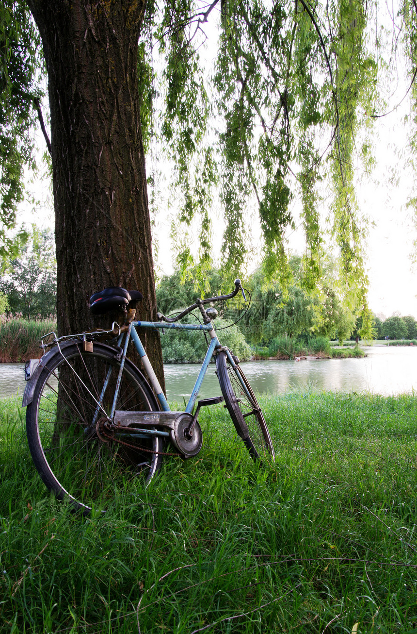 在意大利花园的一棵树下骑自行车花园公园树干树叶假期太阳娱乐孤独环境旅行图片
