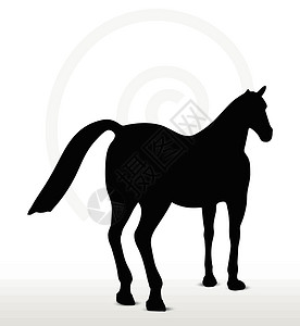 站立在静止的姿势上划线野马白色黑色线条插头小马蚀刻赛马背光背景图片