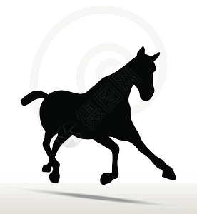 快速Trot 位置的马脚轮黑色跑步划线雄性动物插头阴影宠物野马小马背景图片