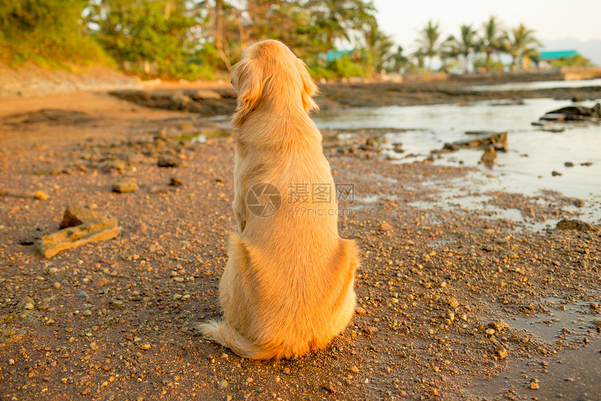 日落的幸福狗晴天太阳小狗海滩宠物金子海景朋友们朋友天空图片
