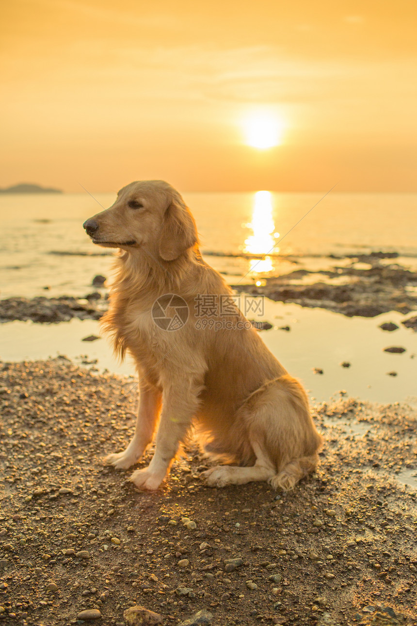 日落的幸福狗晴天天空金子海景宠物毛皮朋友太阳海滩时间图片