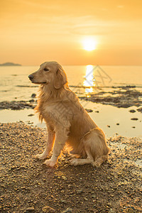 狗甩水日落的幸福狗晴天天空金子海景宠物毛皮朋友太阳海滩时间背景