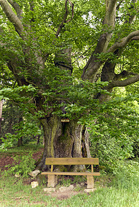登山旅行车道戈德斯蒂格爬坡踪迹树木高地长椅远足自然保护区森林背景图片