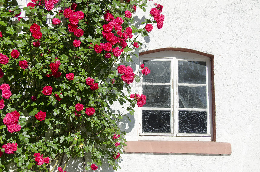 紧靠墙上窗户的美丽玫瑰树丛图片