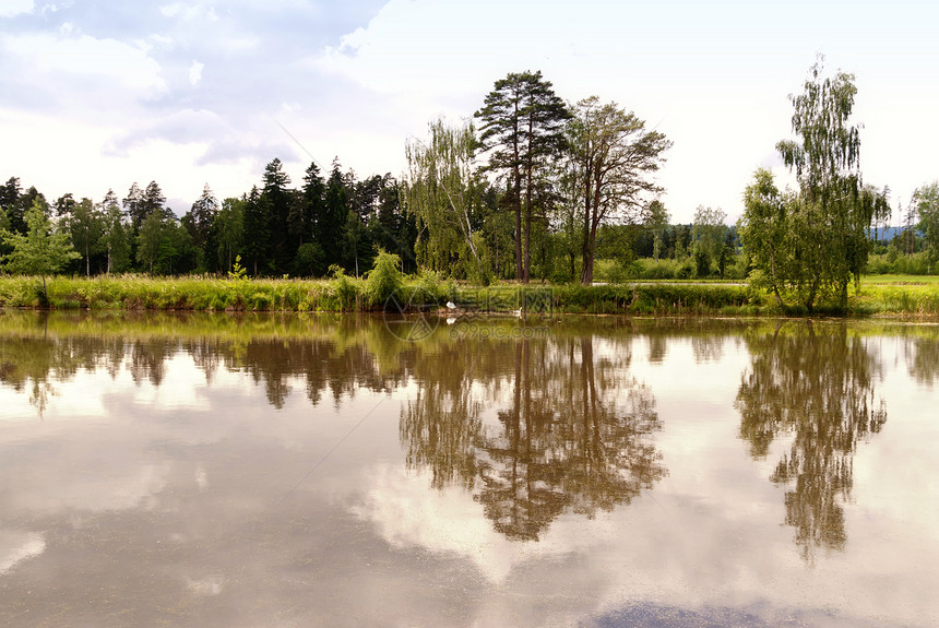 德国上帕拉蒂茨湖保护区旅行牧歌树木森林百合爬坡池塘高地爬山图片