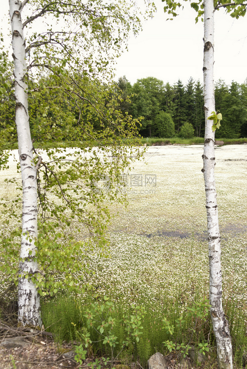德国上帕拉蒂茨湖踪迹景观池塘爬坡森林百合杂草保护区自然保护区牧歌图片