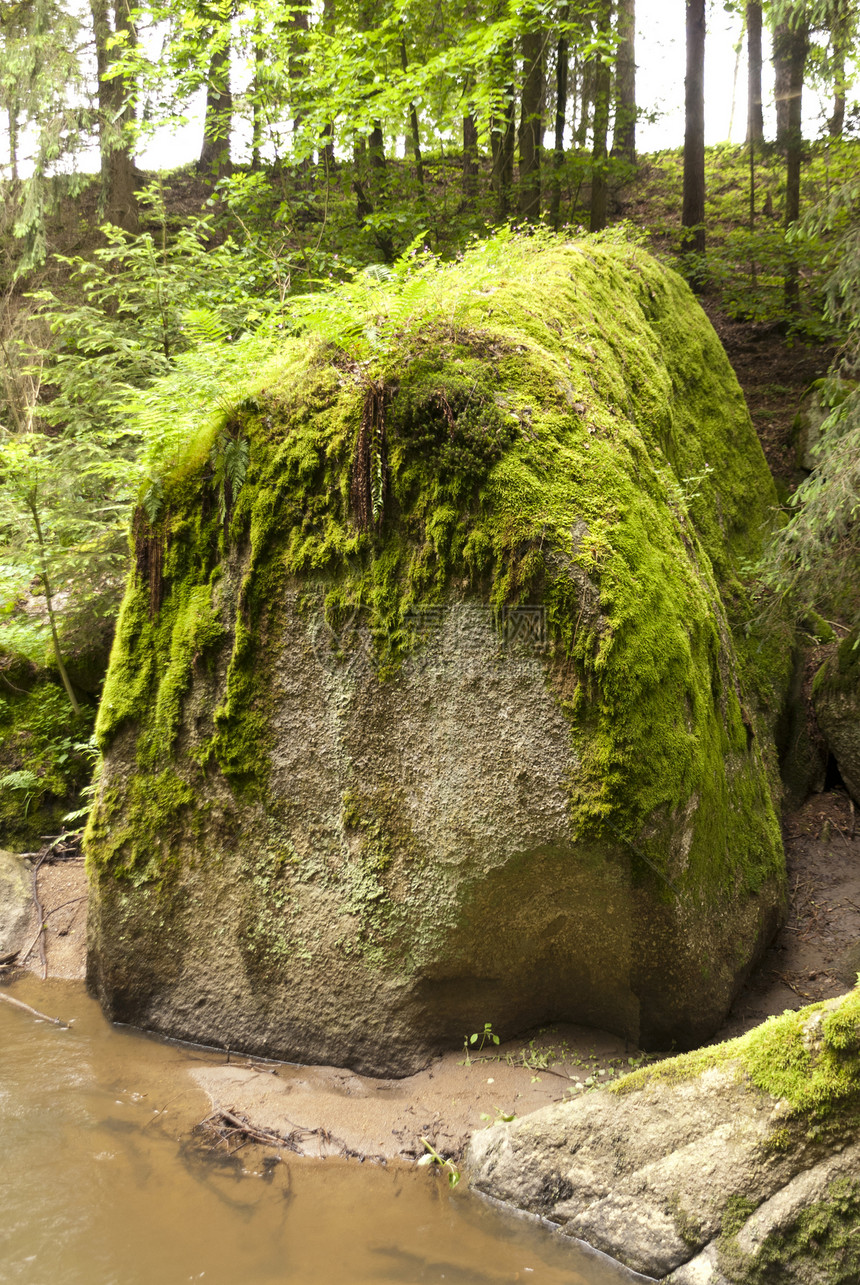 自然保护区保护区苔藓旅行高地花岗岩森林木头岩石爬坡树木图片