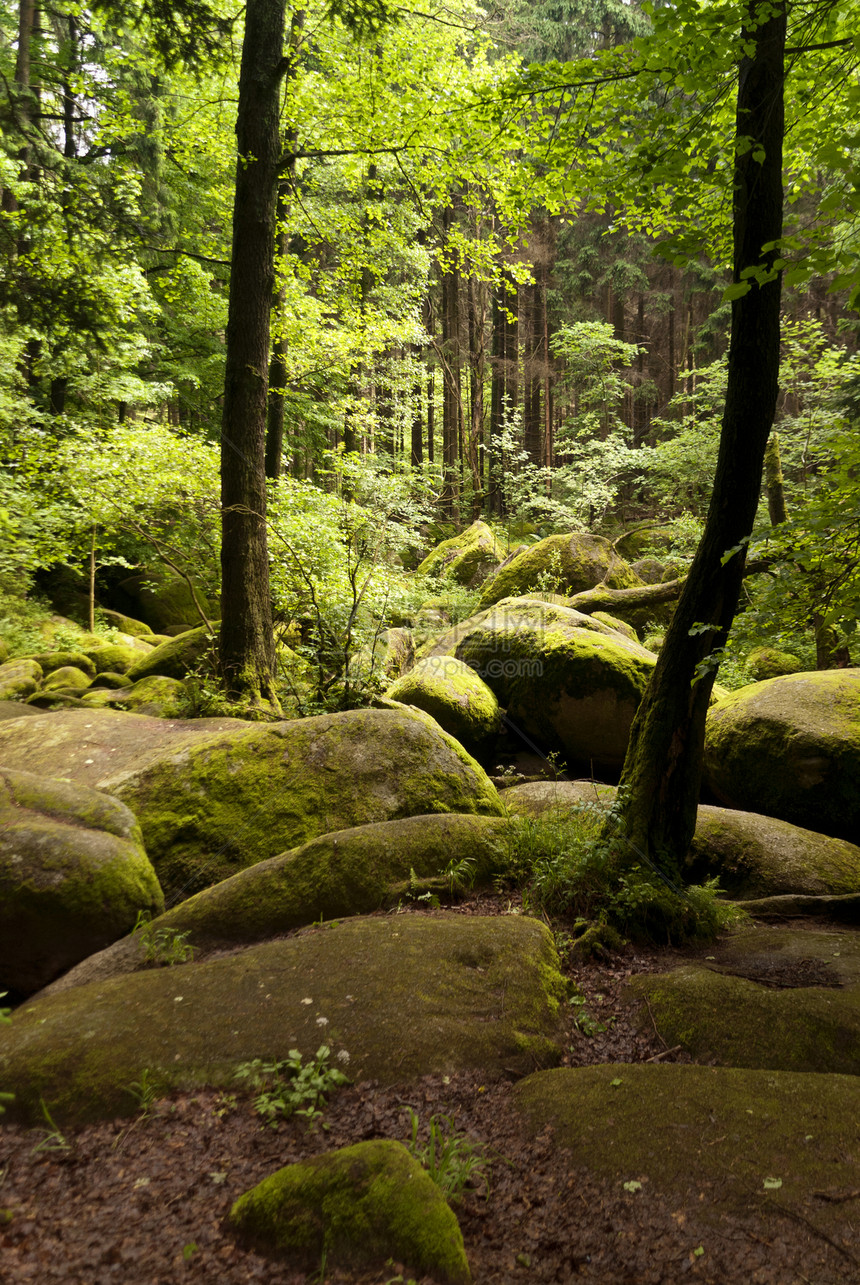 自然保护区森林树木旅行高地爬山爬坡溪流自然公园花岗岩踪迹图片