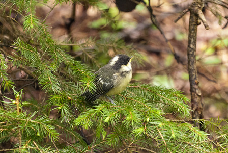 松鸟森林爬坡高地自然保护区旅行山雀踪迹动物树木背景图片