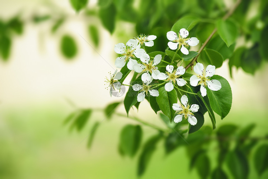 梨子花枝条绿色白色花瓣叶子树叶图片