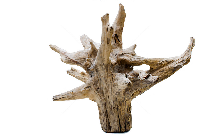 Drifttwood树立木热带浮木干旱棕色树桩植物树干树木日志白色图片