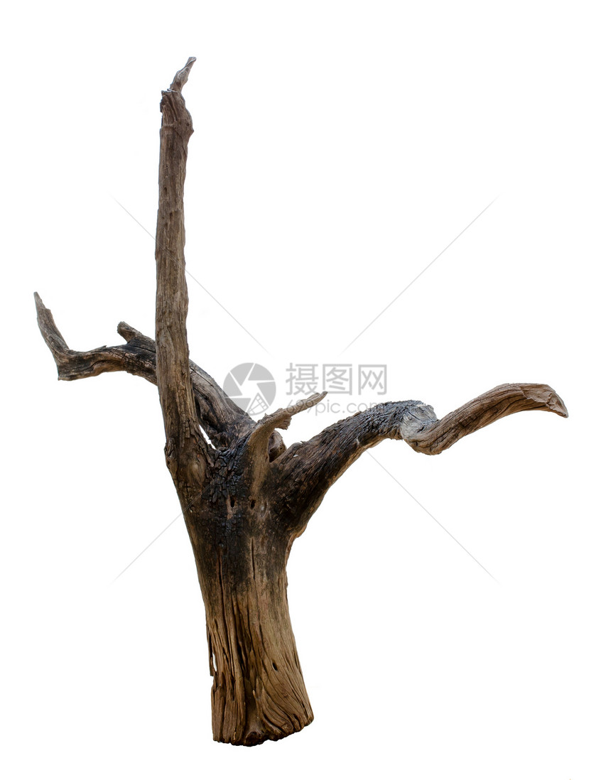 Drifttwood树立木植物干旱树干浮木烧痕白色热带日志树桩棕色图片
