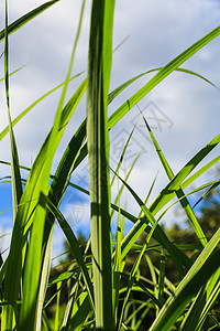 雨季的青草背景图片