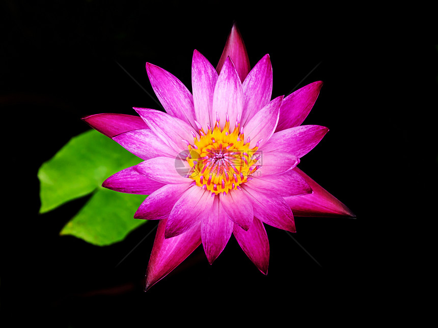 粉红色的莲花盛开植物学植物花瓣黄色荷花粉色百合白色花园绿色图片