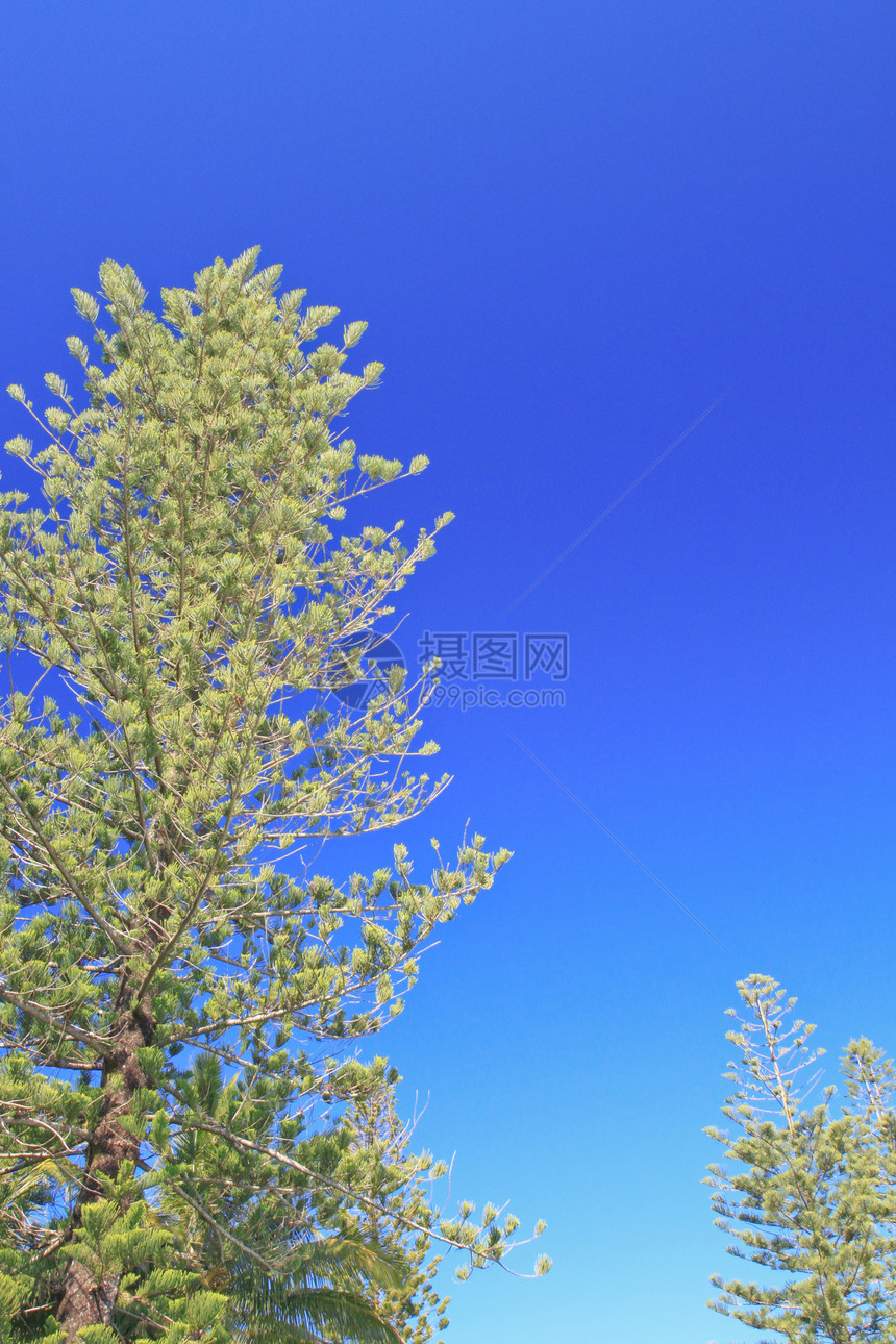 松树蓝色热带绿色天空晴天植物叶子风景丛林图片