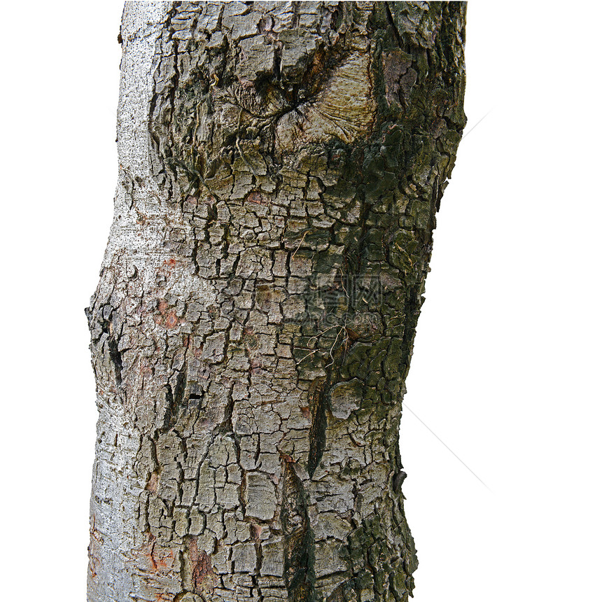 树皮上的骨折纹理植物材料果皮木材木头棕色环境皮层腐蚀谷仓图片