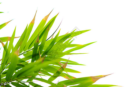 竹叶叶文化植物竹子框架白色图案竹叶叶子花卉绿色背景图片