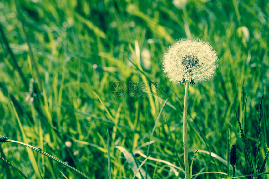 带种子的毛白色白花朵图片