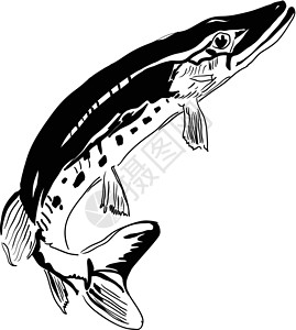 食鱼的Pike掠食河设计图片